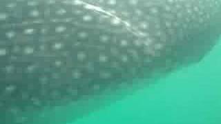 preview picture of video 'Tiburon Ballena Whale Shark Bahia de los Angeles 2007'