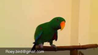 אילוף תוכים eclecus recall flight training