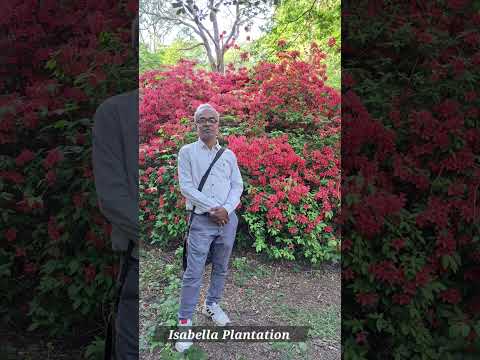 Isabella Plantation 2025 #richmondpark #theroyalparks #rhododendron #isabellaplantation