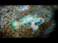 National Geographic Documentary Animals Africa S Animal Oasis Animal Planet Documentary