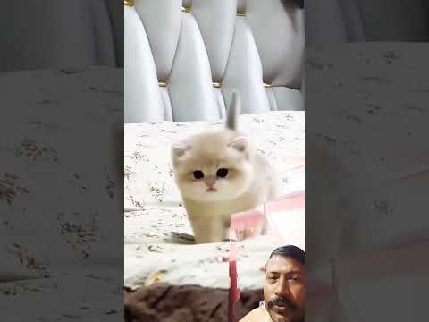 Cute 🥰 cat @short#,#cat #kitten #cute #catlover #pets #trending