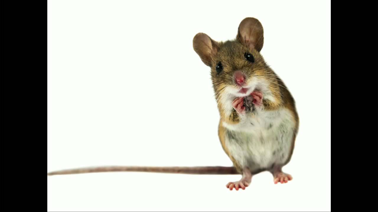 Microbes, Wellness and Mealtime