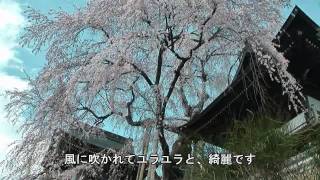 preview picture of video '下呂市　「浄福寺」　～しだれ桜～'