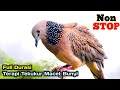 TEKUKUR GACOR 1 Jam Semua Burung Tekukur Pasti Langsung Nyaut Dengar Suara Ini