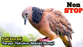 Download lagu TEKUKUR GACOR 1 Jam - Semua Burung Tekukur Pasti Langsung Nyaut Dengar Suara Ini mp3