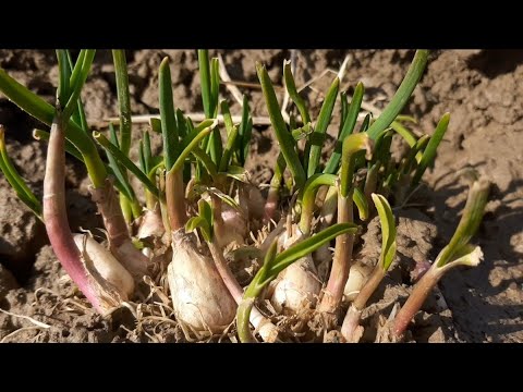 , title : 'Mare atentie la ce plantati lângă USTUROI | Pay attention about what you plant near garlic'