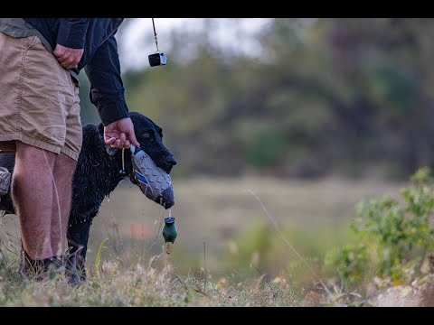 2019 SRS CROWN CHAMPIONSHIP - NATCHEZ, MS - SHOW 4