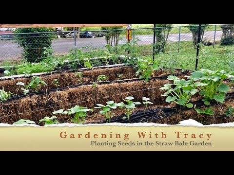 Planting Seeds in the Straw Bale Garden