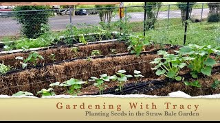 Planting Seeds in the Straw Bale Garden