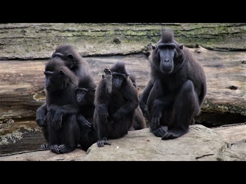 Crested Macaque Monkeys Huddling Together & Calling Out