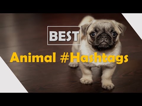90 Best Hashtags on Animals, Cats, Dogs