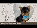 Yorkshire Terrier dogs for sale: Chico - Video 1