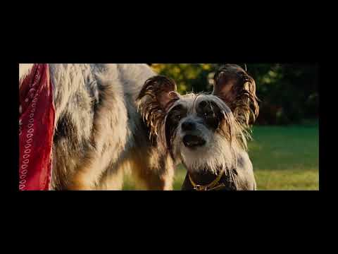 marmaduke getting introduced to the first three dogs ￼