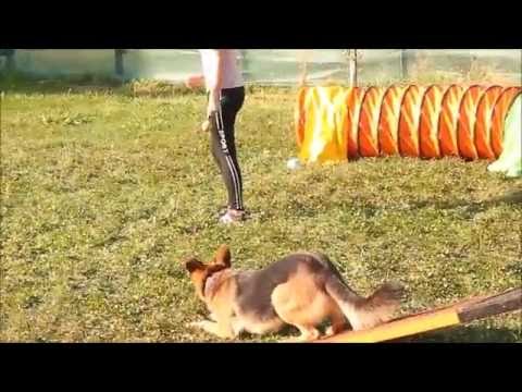 Agility training - GERMAN SHEPHERD BRITNEY - MÁLKOV