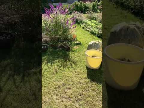 メンテナンス不要の花壇 - 最小限の労力で最大の効果を発揮  庭園