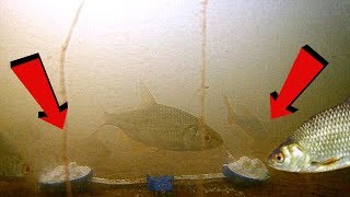 Ванильный сахар в прикормку для рыбы