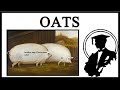 Brother May I Have Some Oats Has Returned
