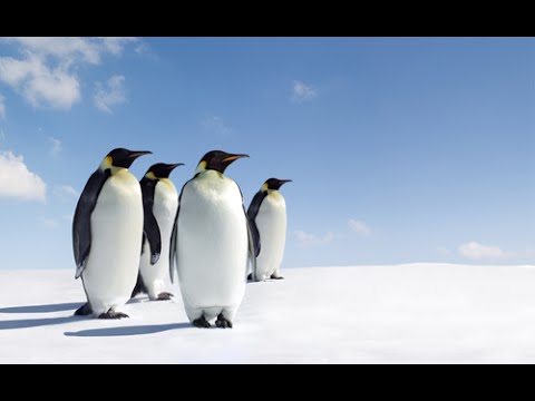 Antarctic Wildlife Adventures - National Geographic