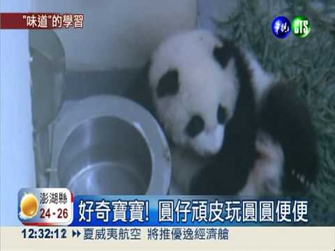 圓仔太頑皮 好奇玩起媽媽"便便"