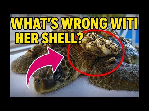 Pt 2 of Harlow the Loggerhead sea turtle’s intake #BarnacleRemoval