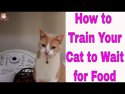 How to Train Your Cat to Wait for Food|2018