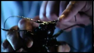 The biggest bug in the world - Titan beetle