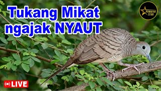 Download lagu Perkutut Lokal Gacor alam liar - MASTER PIKAT AMPUH mp3