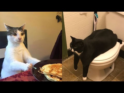 Funniest Cats And Dogs Videos 😁 - Best Funny Animal Videos 2024🥰 #2