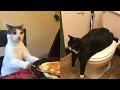 Funniest Cats And Dogs Videos 😁 - Best Funny Animal Videos 2024🥰 #2