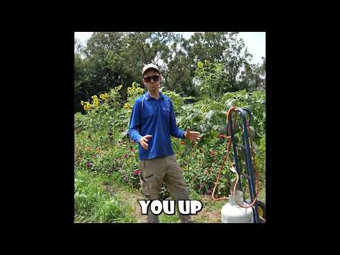 Flame Weeder FAQ: Everything You Need to Know | Weed Wand