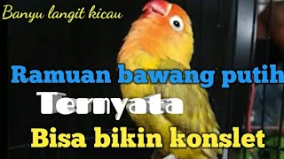 Download lagu Ramuan pengacor ampuh burung lovebird menuju konslet mp3 Download lagu Ramuan pengacor ampuh burung lovebird menuju konslet mp3