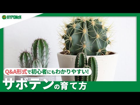 サボテンの植え替え:苦労せずに行う方法は次のとおりです トピックス