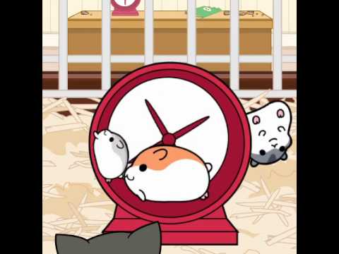 hamster collection Video