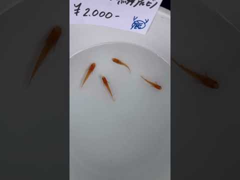 Yokihi albino medaka #aquarium #fishkeepinghobby #ricefish