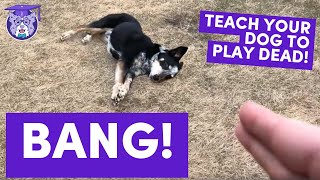 BANG: Teach Your Dog to Play Dead