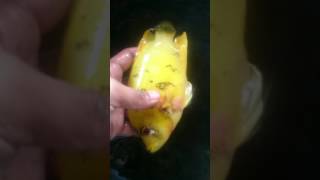 Download lagu ikan mujair emas mp3