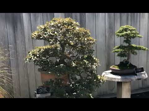 Tour of Bonsai Garden at Huntington Library