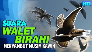 Download lagu Dikira Suara Walet Stres Atau Ceklok, Padahal Ini Suara Walet Sedang Birahi mp3