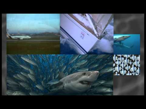 Bionik im Management DVD Fassung