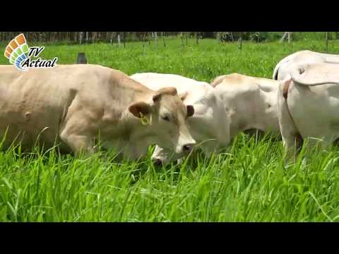 Ganadera San Francisco