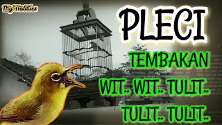Download lagu SUARA PIKAT//PLECI TEMBAKAN WIT WIT CER TULIT TULIT COCOK BUAT MASTERAN mp3