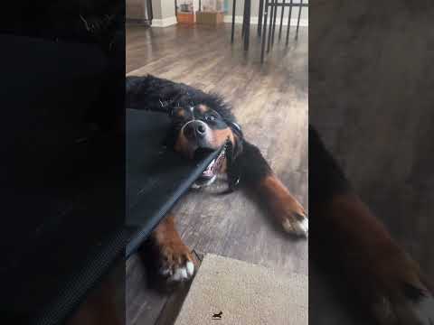 These dogs need help😊#dog#Stuck dog#fyp #foryou #viral