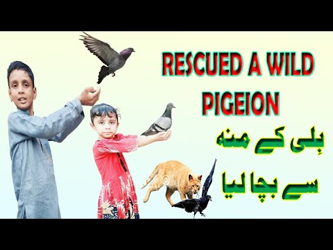 Rescued a wild pigeon | Animal rescue | Chota Shehr main Dihat