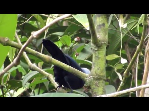choco endemic, Beautiful Jay, Cyanolyca pulchra, Cerro Montezuma, Tatama (Choco area)