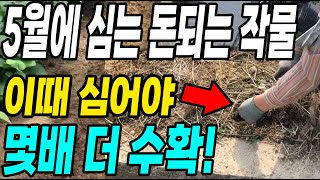 5월에 심어야 돈되는 작물! 이때 심으면 몇배 더 수확! 키우기 쉽고 수확량대박