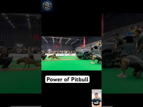 Pitbull Power Unleashed - The Muscle Beast in Action!