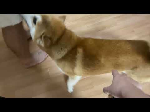 Shiba Inu Welcomes Owner Home with Pure Joy ❤️ | The Best Greeting Ever