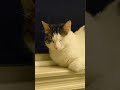 White Tabby Cat On Dream Land Shorts