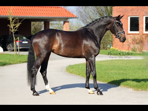 Stute von Sezuan ´s Donnerhall *2020