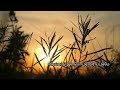 இளமனது பல கனவு What S App Status Tamil Lyrics Status